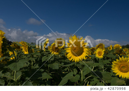ひまわり 42870998