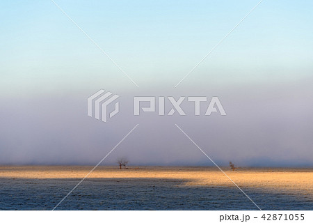 朝霧のかかった高原　アメリカ・カリフォルニア州 42871055