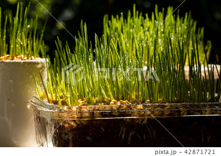 Wheat grass 42871721