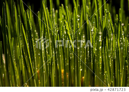 Wheat grass Wheat grass 42871723