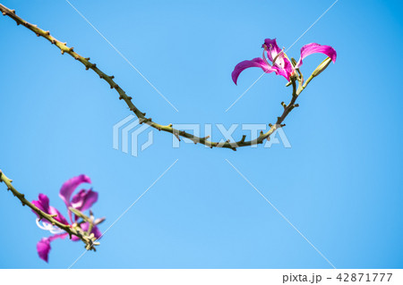 Bauhinia Bauhinia 42871777