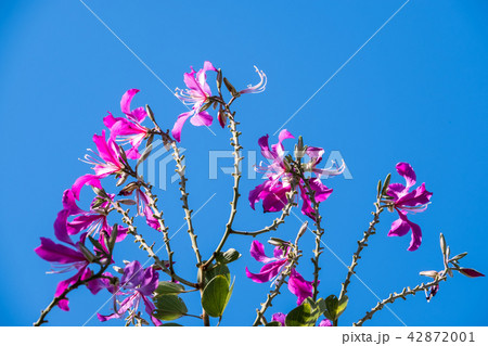 Bauhinia Bauhinia 42872001
