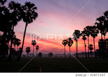 Sunrise Sunrise 42872107