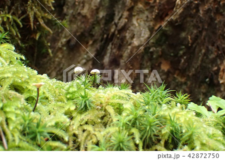Tour du Mont-Blanc/Les Contamines-Montjoie,France 42872750
