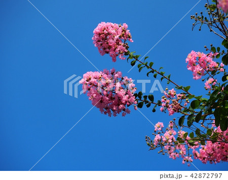 サルスベリの花 42872797