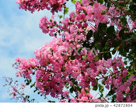 サルスベリの花 サルスベリの花 42872804