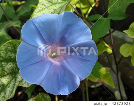 アサガオの花 42872928