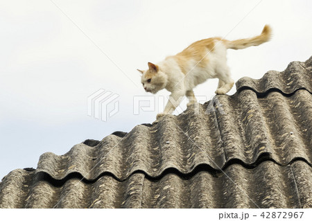 white ginger serious cat on the roof white ginger serious cat on the roof 42872967