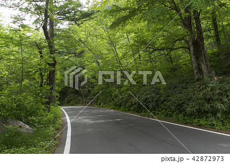 上高地の道路/長野県松本市 上高地の道路/長野県松本市 42872973