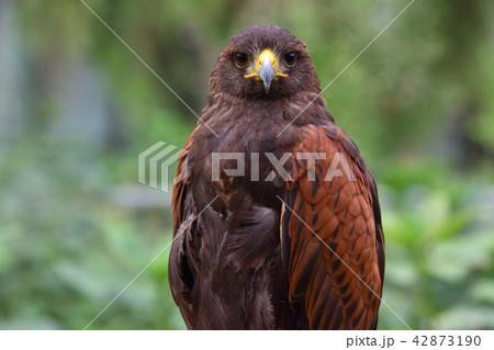 ハリスホーク 42873190