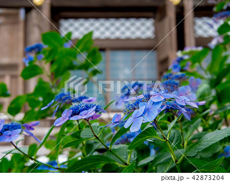 境内の紫陽花 42873204