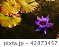 水面の花 42873457