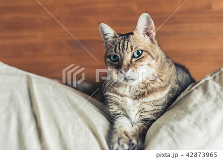 funny tabby cat 42873965