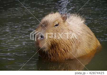 水浴びするカピバラ 水浴びするカピバラ 42874425