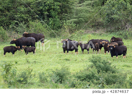 Gaurs are among the largest living land animals Gaurs are among the largest living land animals 42874637