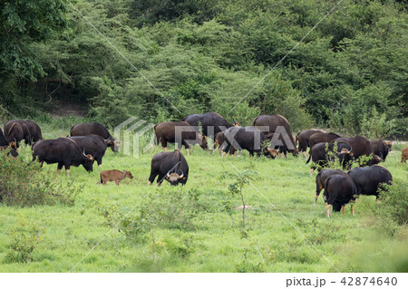 Gaurs are among the largest living land animals 42874640