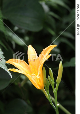 ノカンゾウ 42874788