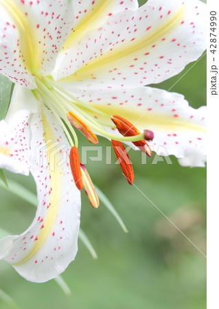 ヤマユリ 42874990