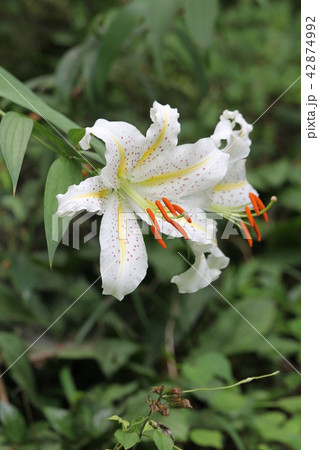 ヤマユリ 42874992