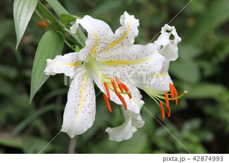ヤマユリ 42874993