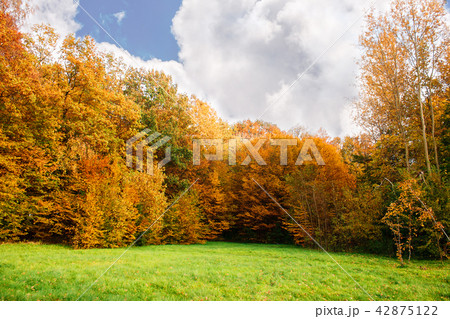 birch grove on an autumn day birch grove on an autumn day 42875122
