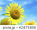 ひまわり 42875806