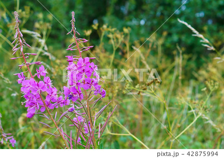medicinal plant Ivan-tea rose inflorescence medicinal plant Ivan-tea rose inflorescence 42875994