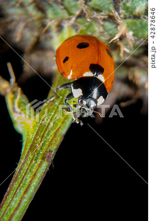 Ladybug on a thistle 42878646