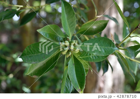 クロキの実 黒木 ハイノキ科 42878710