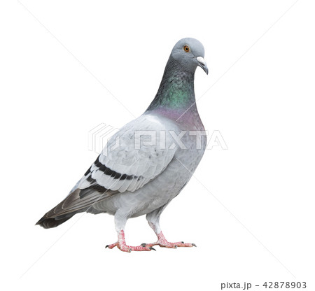 homing pigeon bird isolate white background 42878903