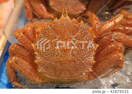 毛がに 42879333