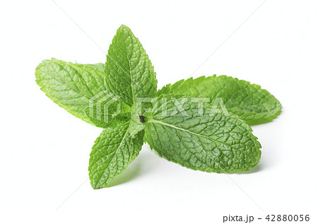twig of mint 42880056