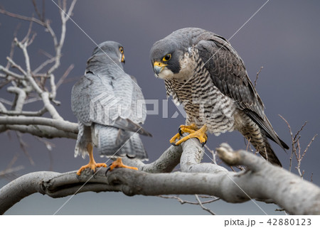 Peregrine Falcon  42880123