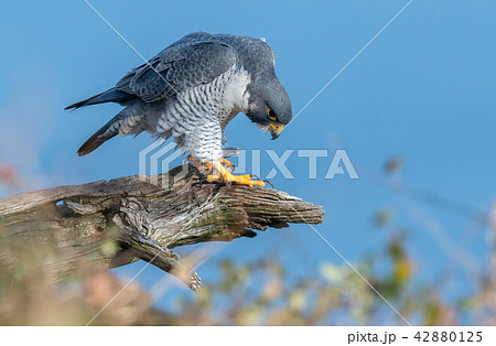 Peregrine Falcon  Peregrine Falcon  42880125