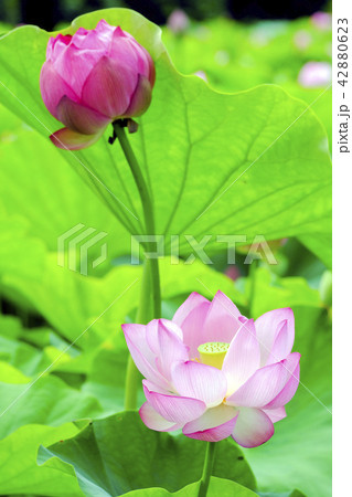 蓮の花と蕾(縦) 蓮の花と蕾(縦) 42880623
