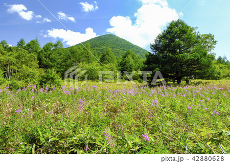 ヤナギラン咲く高原 ヤナギラン咲く高原 42880628