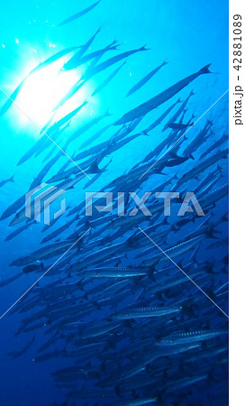 魚たちの摩天楼3 魚たちの摩天楼3 42881089