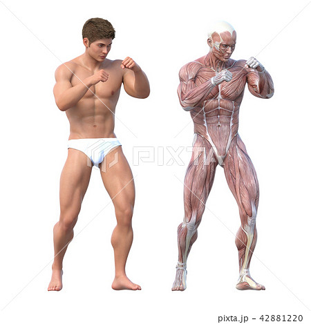 男性 解剖 筋肉 ３dcg イラスト素材のイラスト素材 4212
