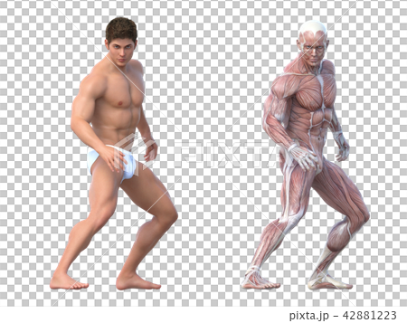 Male anatomy muscle 3DCG illustration material 42881223