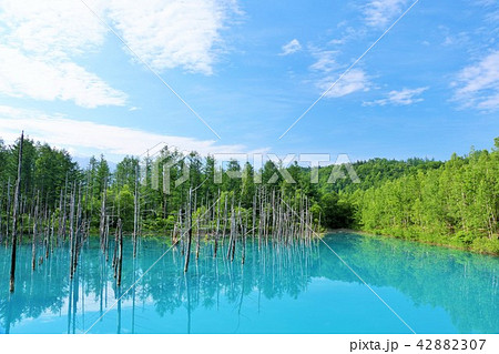 北海道　美瑛　青空の青い池 42882307