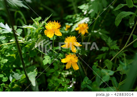 キンバイソウ 42883014