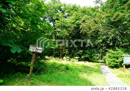 獅子ヶ鼻湿原 東北 秋田県 獅子ヶ鼻湿原 東北 秋田県 42883158