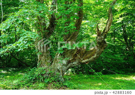 獅子ヶ鼻湿原 東北 秋田県 獅子ヶ鼻湿原 東北 秋田県 42883160