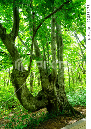 獅子ヶ鼻湿原　東北　秋田県 42883178