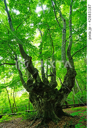 獅子ヶ鼻湿原 東北 秋田県 獅子ヶ鼻湿原 東北 秋田県 42883187