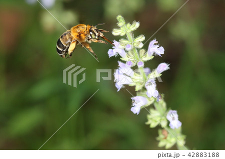 生き物　昆虫　スジボソフトハナバチ、アキノタムラソウで食事。比較的ゆったりと飛ぶタイプのようです 42883188