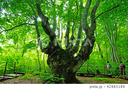 獅子ヶ鼻湿原 東北 秋田県 獅子ヶ鼻湿原 東北 秋田県 42883189