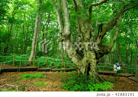 獅子ヶ鼻湿原 東北 秋田県 獅子ヶ鼻湿原 東北 秋田県 42883191