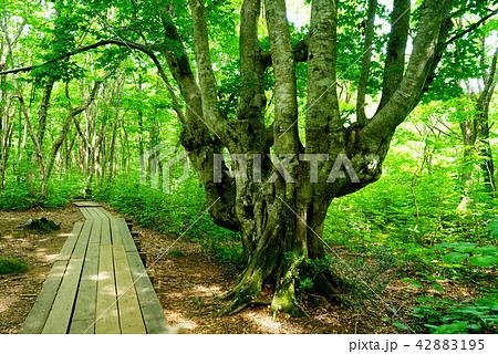 獅子ヶ鼻湿原 東北 秋田県 獅子ヶ鼻湿原 東北 秋田県 42883195