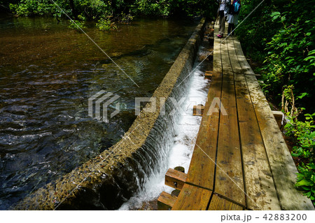 獅子ヶ鼻湿原 東北 秋田県 獅子ヶ鼻湿原 東北 秋田県 42883200